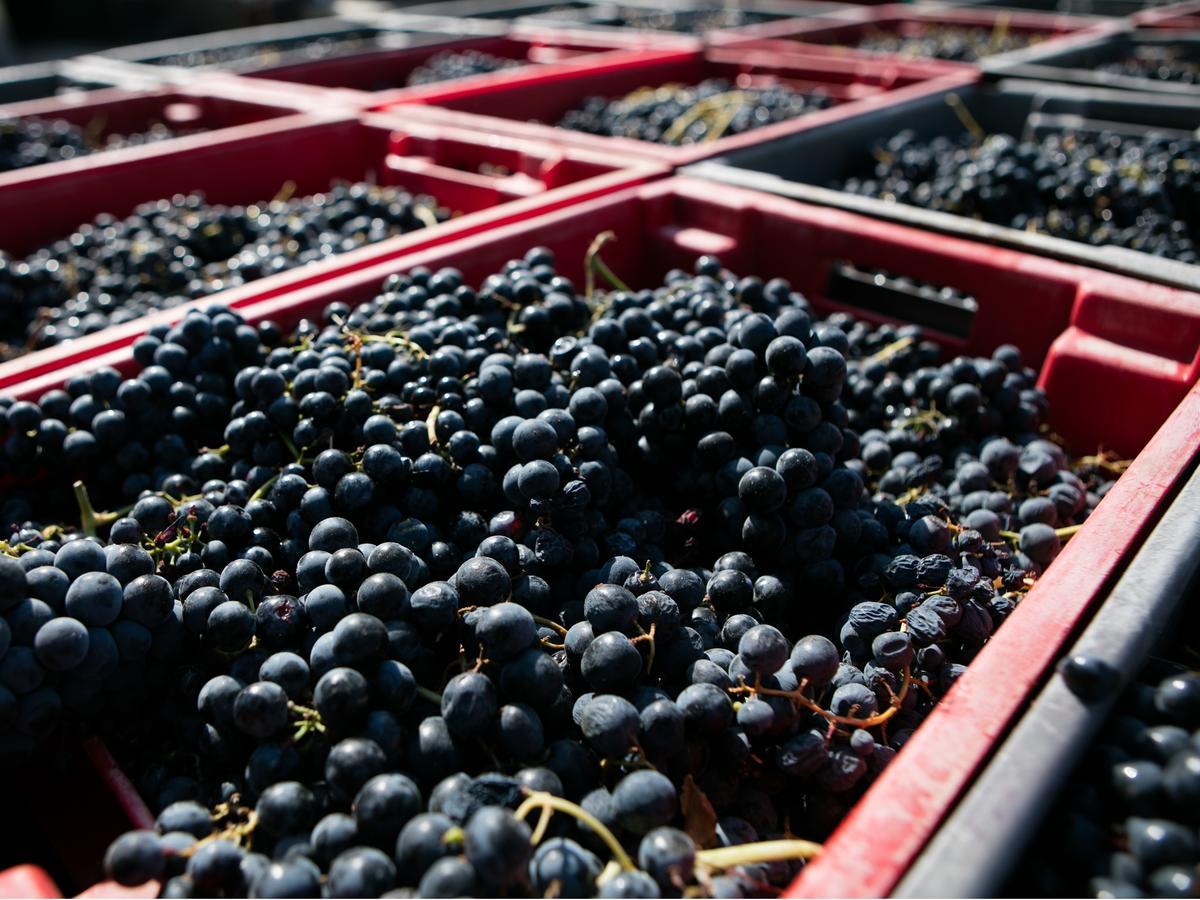 Готель Quinta Da Gricha Ervedosa do Douro Екстер'єр фото
