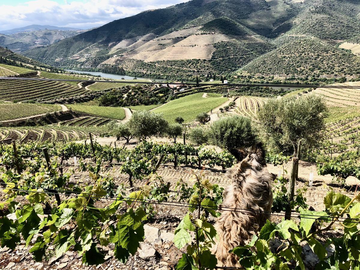 Готель Quinta Da Gricha Ervedosa do Douro Екстер'єр фото