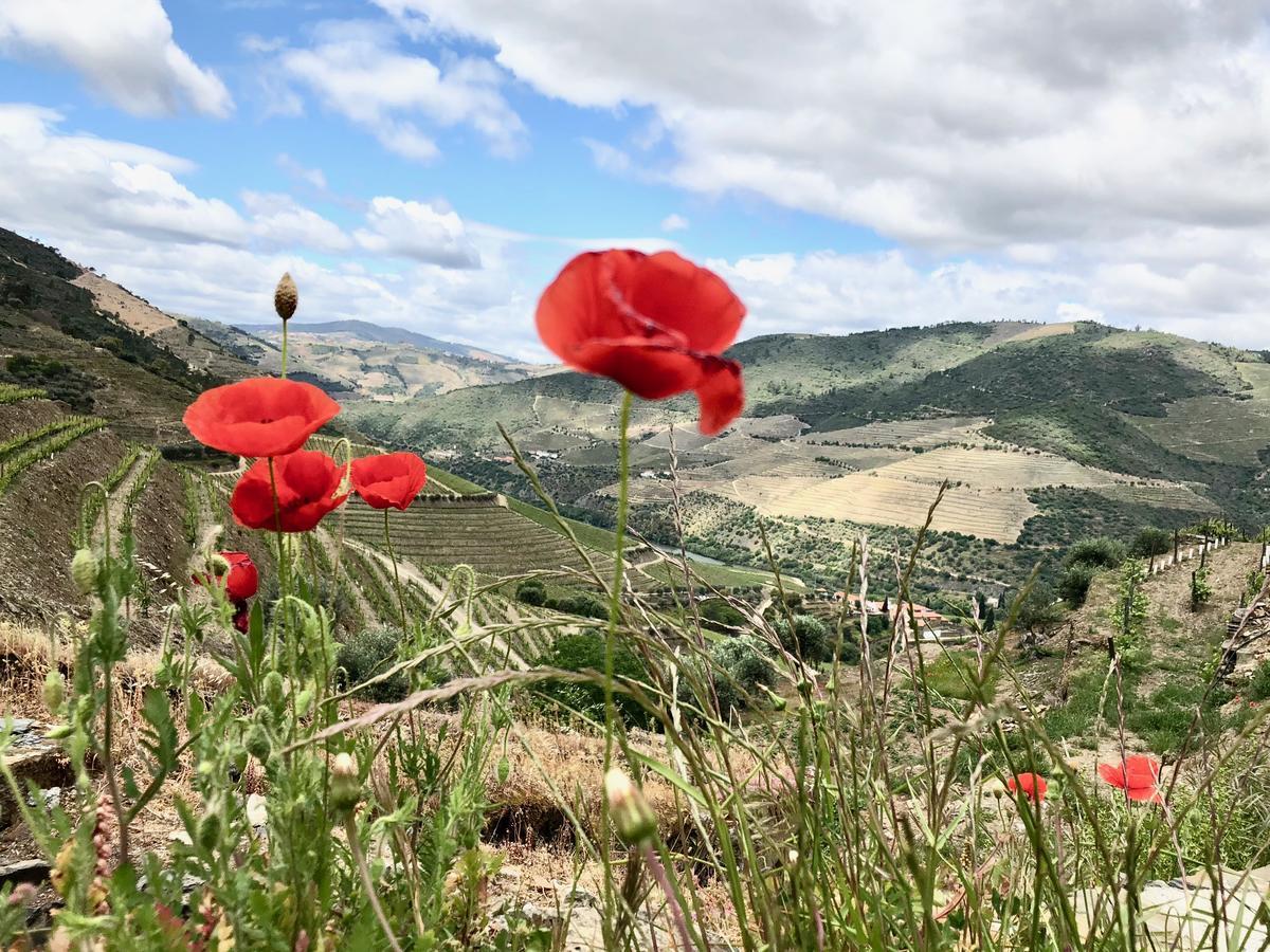 Готель Quinta Da Gricha Ervedosa do Douro Екстер'єр фото